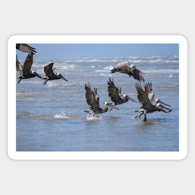 Brown Pelicans Take Flight 2 Sticker by Debra Martz